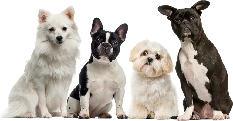 dogs