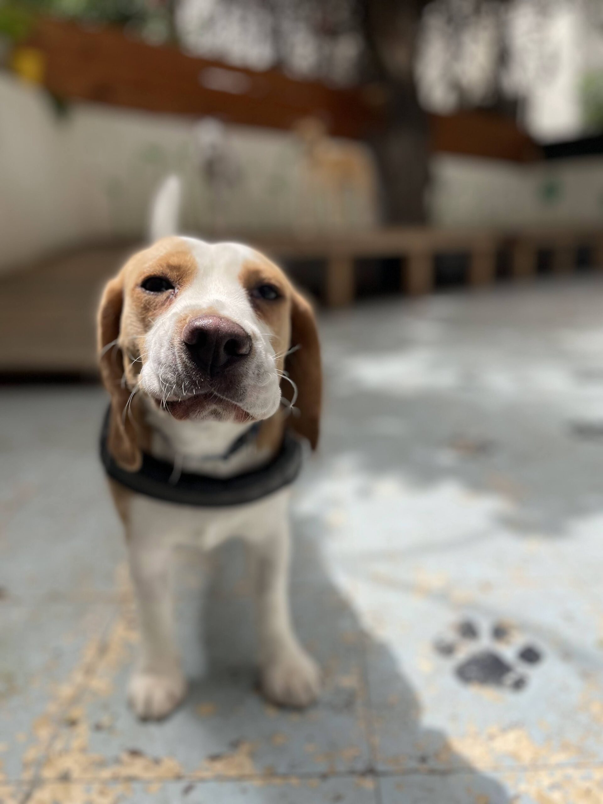 מאלף כלבים בתל אביב