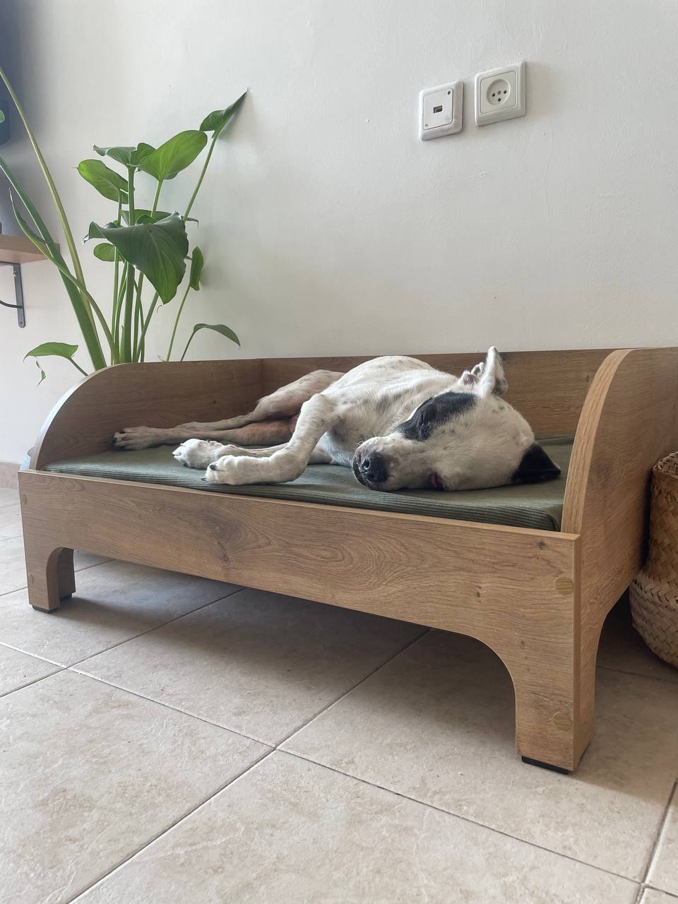 מיטה איכותית לכלבים מכל הגדלים