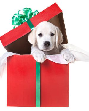 A yellow lab puppy in a gift box for Christmas